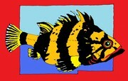 China Rockfish   SOLD (additional prints available on request)