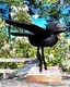 DUCOTE; Laughing Crow, painted wood, 13.5 x 15 x 17 SOLD