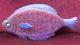 DUCOTE; Pacific Sanddab SOLD