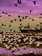 DUCOTE, Snow Geese on Garry Point, digital print, limited edition (10) available, #1 of 10 SOLD