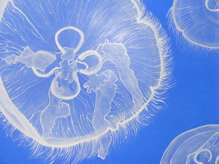 Moon Jellies  SOLD
