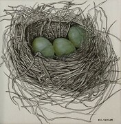 TAYLOR, A Nest for Three, ink and watercolour, 4.5" x 4.5", framed 10" x 10" SOLD