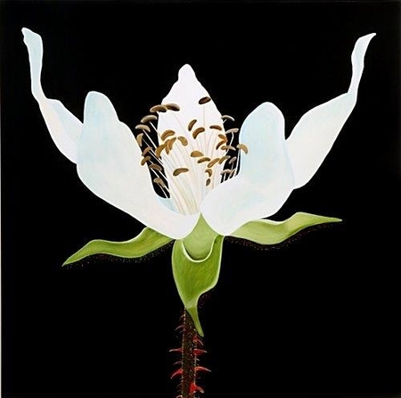 TAYLOR, Blackberry Blossom, watercolour on paper, SOLD