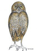 TAYLOR; ; Burrowing Owl; ink drawing on paper mounted on wooden cradle, finished with resin; 4" x 3" SOLD