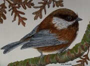 TAYLOR, Chesnut-backed Chickadee, ink and watercolour SOLD