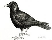 TAYLOR; ; Crow; ink drawing on paper mounted on wooden cradle, finished with resin; 3" x 4"