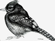 TAYLOR; Jay; ink drawing on paper mounted on wooden cradle, finished with resin; 3x4"; SOLD