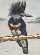 TAYLOR, Kingfisher, ink and watercolour, available