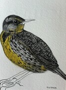 TAYLOR; Meadowlark; ink drawing with watercolour, finished with resin; 4"x3"SOLD at Sooke Fine Arts Show, July 24, 2015