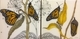 TAYLOR; Monarchs II, ink and watercolour on wooden panel finished with resin. SOLD