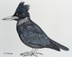 TAYLOR, S.G.; Kingfisher; ink drawing on paper, mounted on cradle, finished with resin, 4" x 3" SOLD