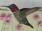 TAYLOR, Seeking Nectar: Anna's Hummingbird, ink and watercolour on paper, available