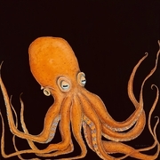 TAYLOR; The Importance of Plankton: Baby Octopus SOLD