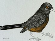 TAYLOR; Towhee; ink drawing on paper, stained, mounted on wooden cradle, finished with resin; 3"x4"