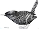 TAYLOR; Wren; ink drawing on paper mounted on wooden cradle, finished with resin; 3x4"; SOLD